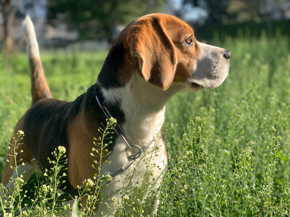 Arthrose bei Hunden mit CBD Tropfen behandeln