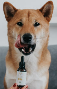 CBD Öl für Hunde 3% von Fitono Dog